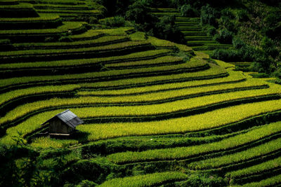 Full frame shot of rice paddy