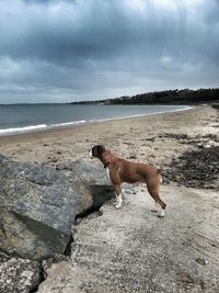 Dog on beach against sky