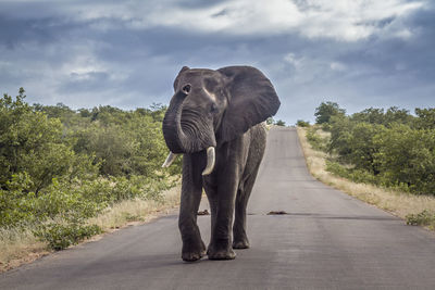 View of elephant on road amidst trees