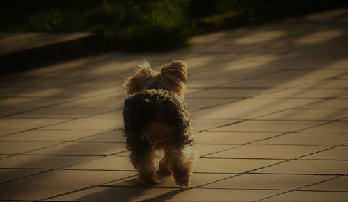 Dog on street