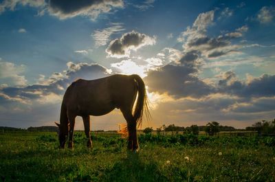 Horses grazing on grassy field