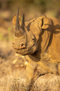 Close-up of black rhino walking with catchlight