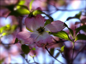 Close-up of pink flowering plant