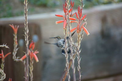 Close-up of plant against blurred background