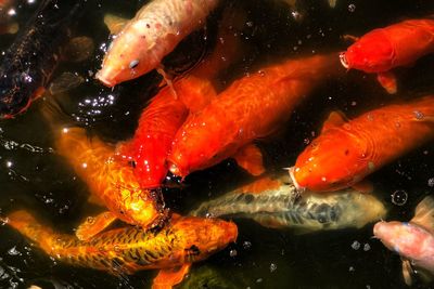 High angle view of koi carps swimming in water