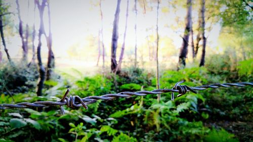 Close-up of barbed wire against sky