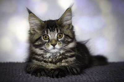 Close-up portrait of tabby cat