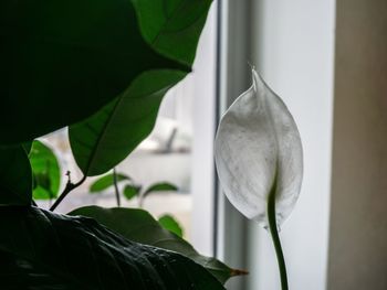 Close-up of white lily on plant