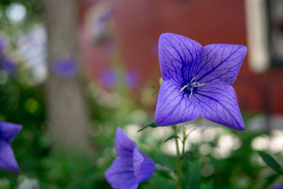 Close-up of purple flowering plant