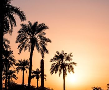 Low angle view of silhouette palm trees against romantic sky