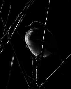 Close-up of leaf at night