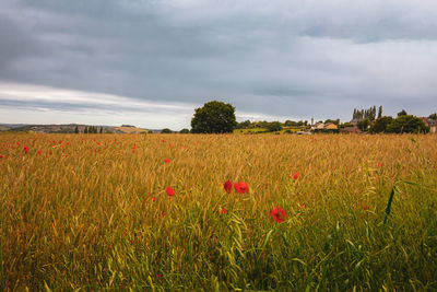 Scenic view of field against sky