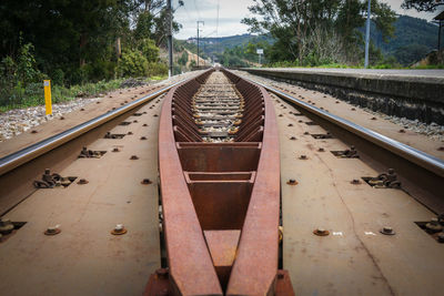 Surface level of railroad tracks along trees