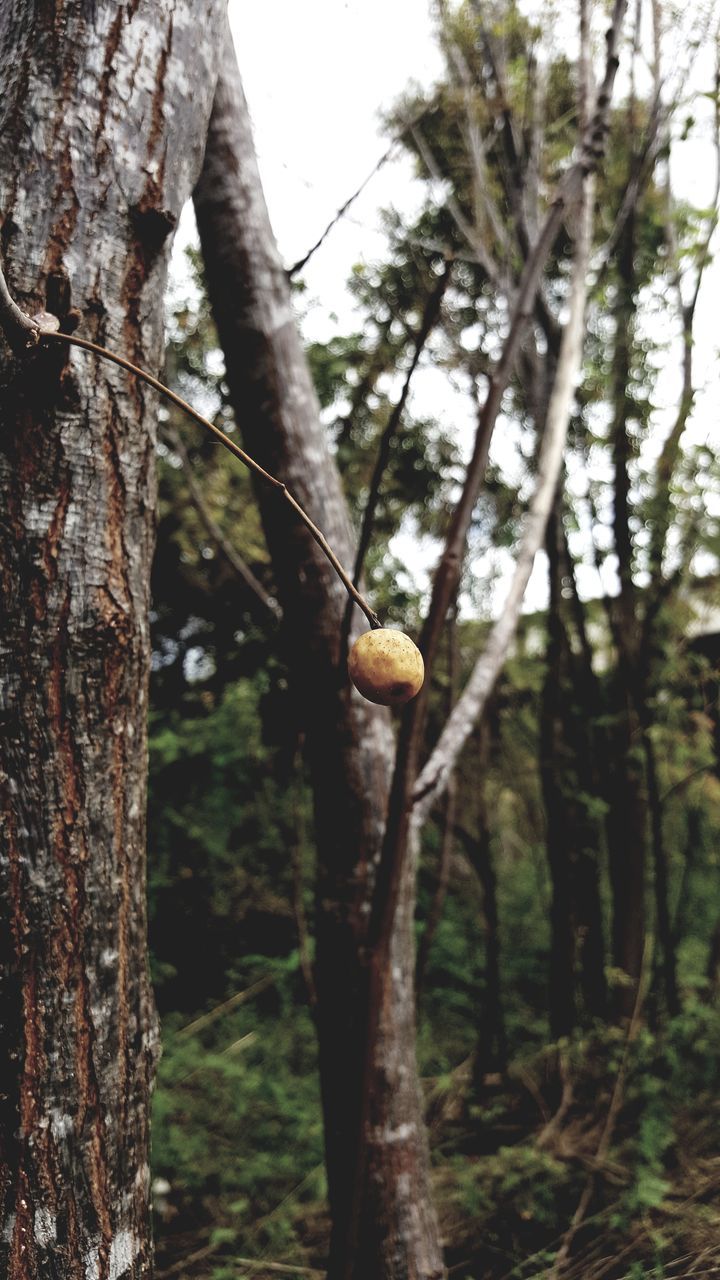 CLOSE-UP OF FRUITS GROWING ON TREE