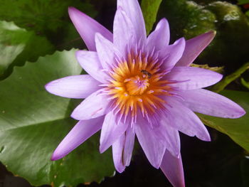 Close-up of purple flower