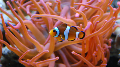 View of fish swimming in sea