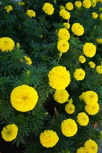 High angle view of yellow flowers blooming outdoors