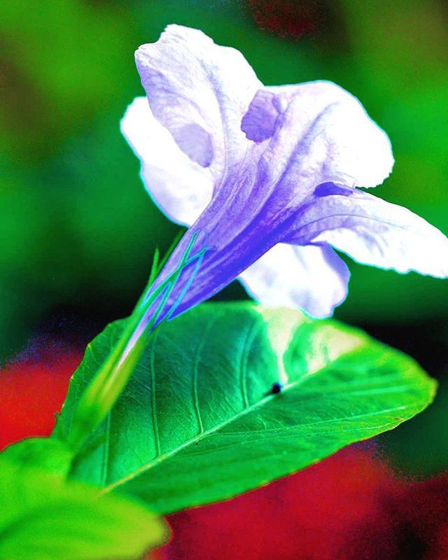 flower, petal, fragility, freshness, flower head, close-up, growth, beauty in nature, single flower, focus on foreground, leaf, nature, blooming, plant, in bloom, blossom, selective focus, stem, botany, outdoors