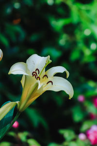 Close-up of flower blooming outdoors