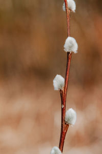 Close-up of snow on plant