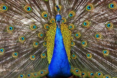 Close up of peacock