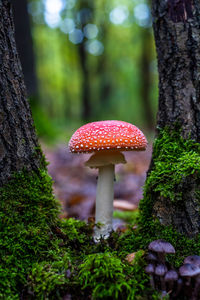 Close-up of fly agaric mushroom in forest