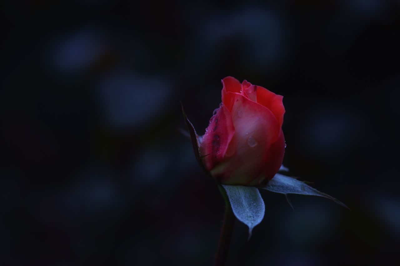 flower, petal, fragility, nature, beauty in nature, growth, flower head, red, freshness, no people, focus on foreground, close-up, rose - flower, outdoors, plant, day, blooming