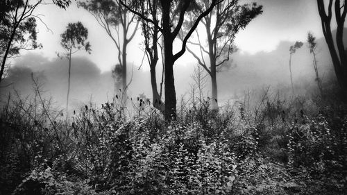 Trees in forest against sky