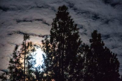 Low angle view of trees against sky during winter