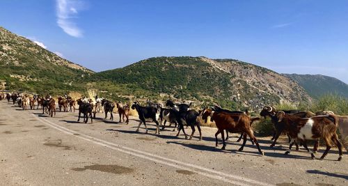 Horses walking on road against mountain range