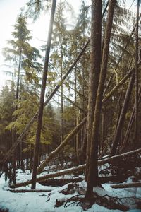 Trees in forest during winter