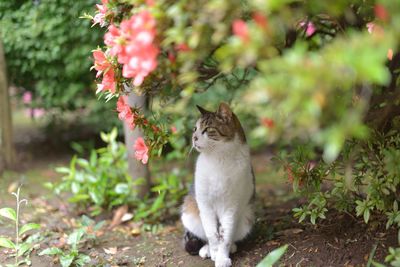 Cat sitting on field by plants