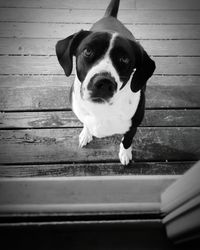 Portrait of dog