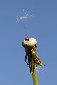 Low angle view of thistle against clear blue sky