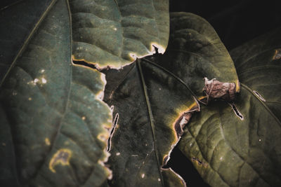 Close-up of dry leaf on water