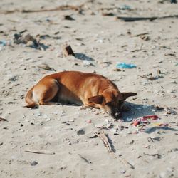 Dog relaxing on sand