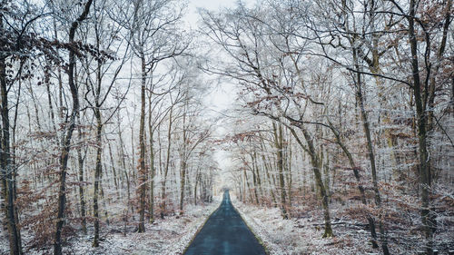 Bare trees in forest