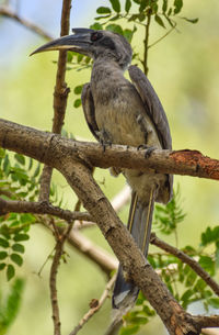 Low angle view of bird perching on branch