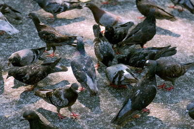 bird