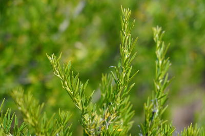 Close-up of fresh green plant in field