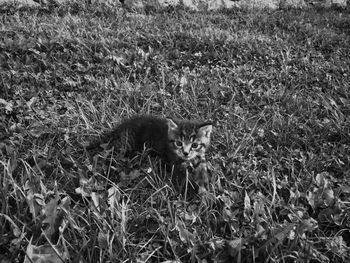 Cat relaxing on field