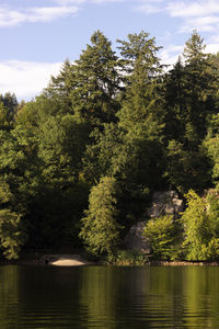 Trees by lake in forest against sky