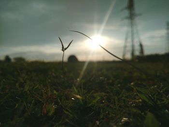 Close-up of lizard on field against sky during sunset