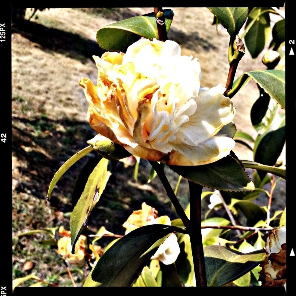 transfer print, flower, petal, flower head, freshness, fragility, auto post production filter, growth, leaf, beauty in nature, close-up, blooming, plant, nature, yellow, single flower, in bloom, focus on foreground, park - man made space, outdoors