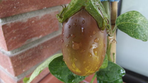 High angle view of wet plant