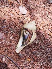 High angle view of lizard