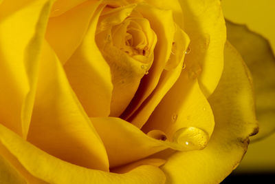 Full frame shot of yellow rose flower