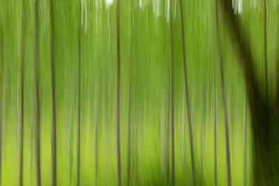 Full frame shot of palm leaf