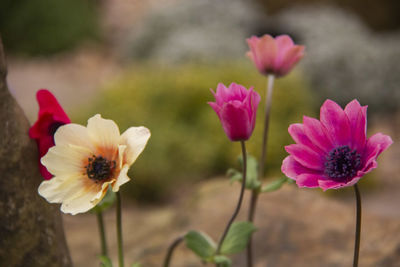 Close-up of pink flowering plant