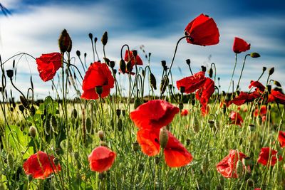 Red poppy flowers blooming on field